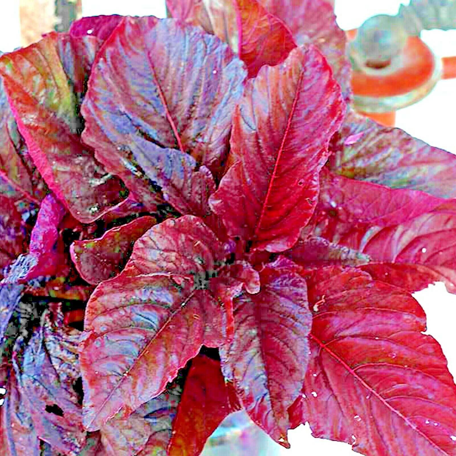 1000+ RED AMARANTH SEEDS VEGETABLE RARE GARDEN FLOWER NON-GMO HEIRLOOM HERB USA