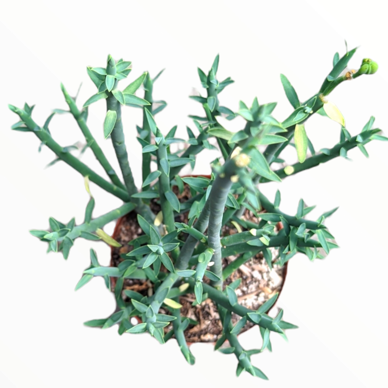 Euphorbia mauritanica Pencil Milkbrush Succulent Plant