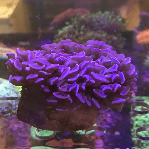 Australian Pink/Purple Hammer Coral WYSIWYG Live Coral Ultra 3”