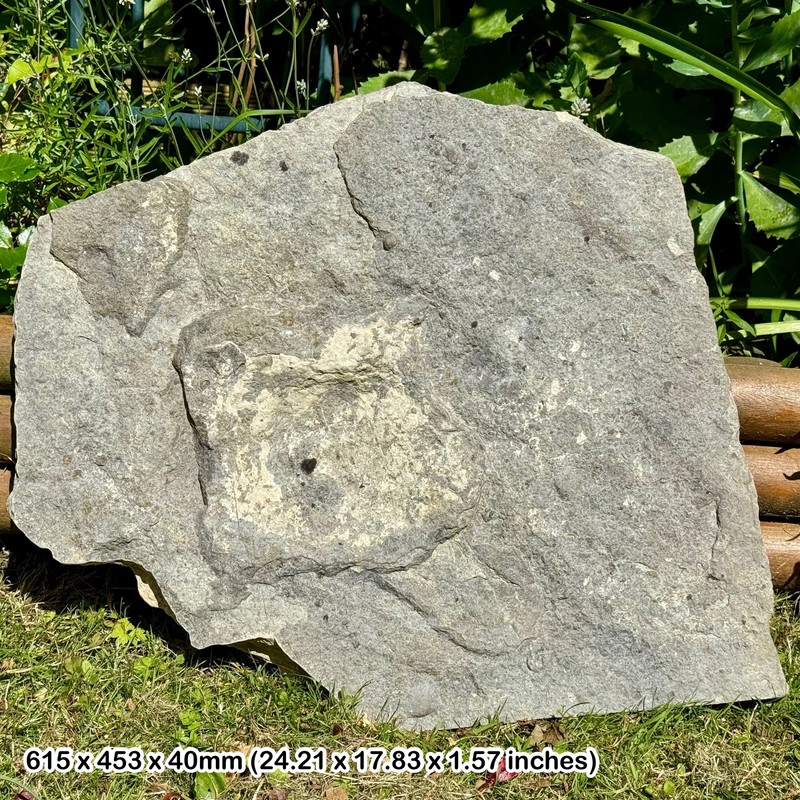 Rare Brachiosaurus Dinosaur Footprint from the Durlston Formation, Cretaceous