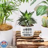 AKAQCHANG Not Dead Yet Succa,3.5 inch Ceramic Succulent Cactus Planter Pots,with Drainage Hole,Funny Planters for Indoor Plants,Home Office Pot Decor,for Women Mom Plant Lovers(Plant Not Included)