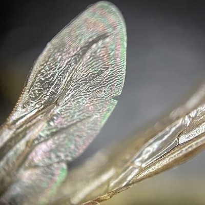 Photos de l'objet d'un acheteur vérifié