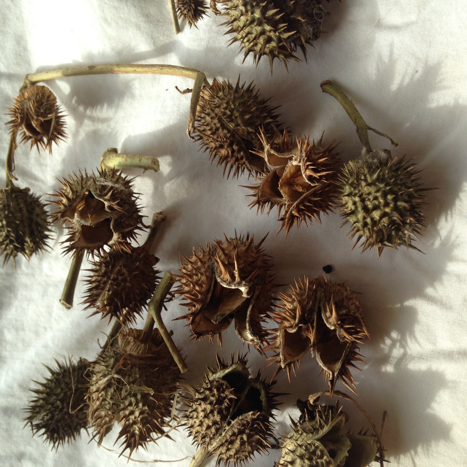 15 Dried Natural Burdock Seedheads Crafts Arrangements  Botanicals Fire Starter