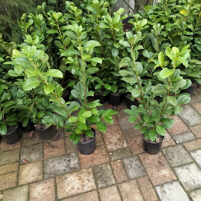 10  Piante Lauroceraso "Prunus laurocerasus" pianta da siepe in vaso 80/100 Cm