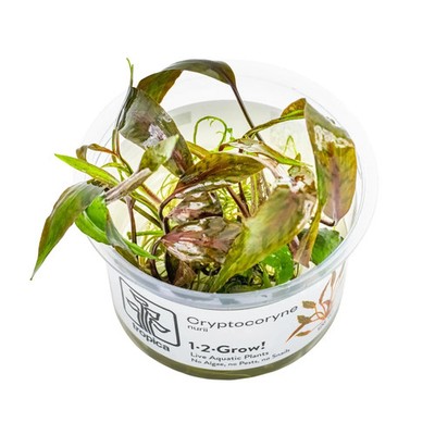 Tropica Cryptocoryne nurii 1-2-GROW!
