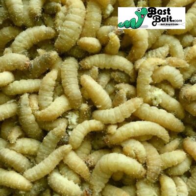500 Count Live Waxworms, Wax worms Fishing, Reptile Feeders,  Free Shipping 