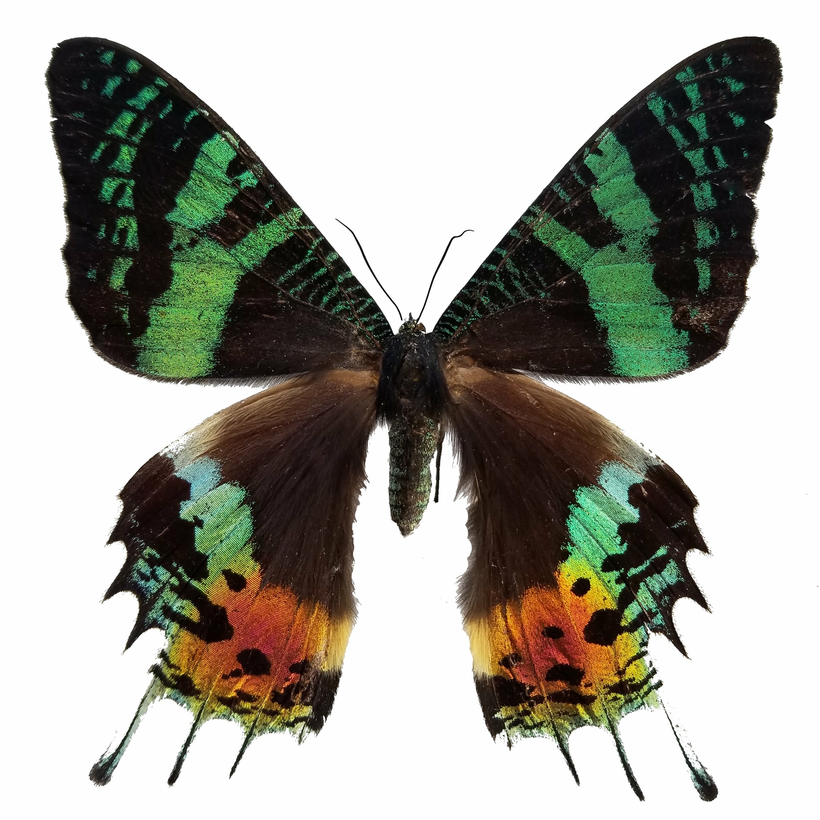 Urania ripheus, Madagascar Sunset Moth, SUSTAINABLY SOURCED, unmounted