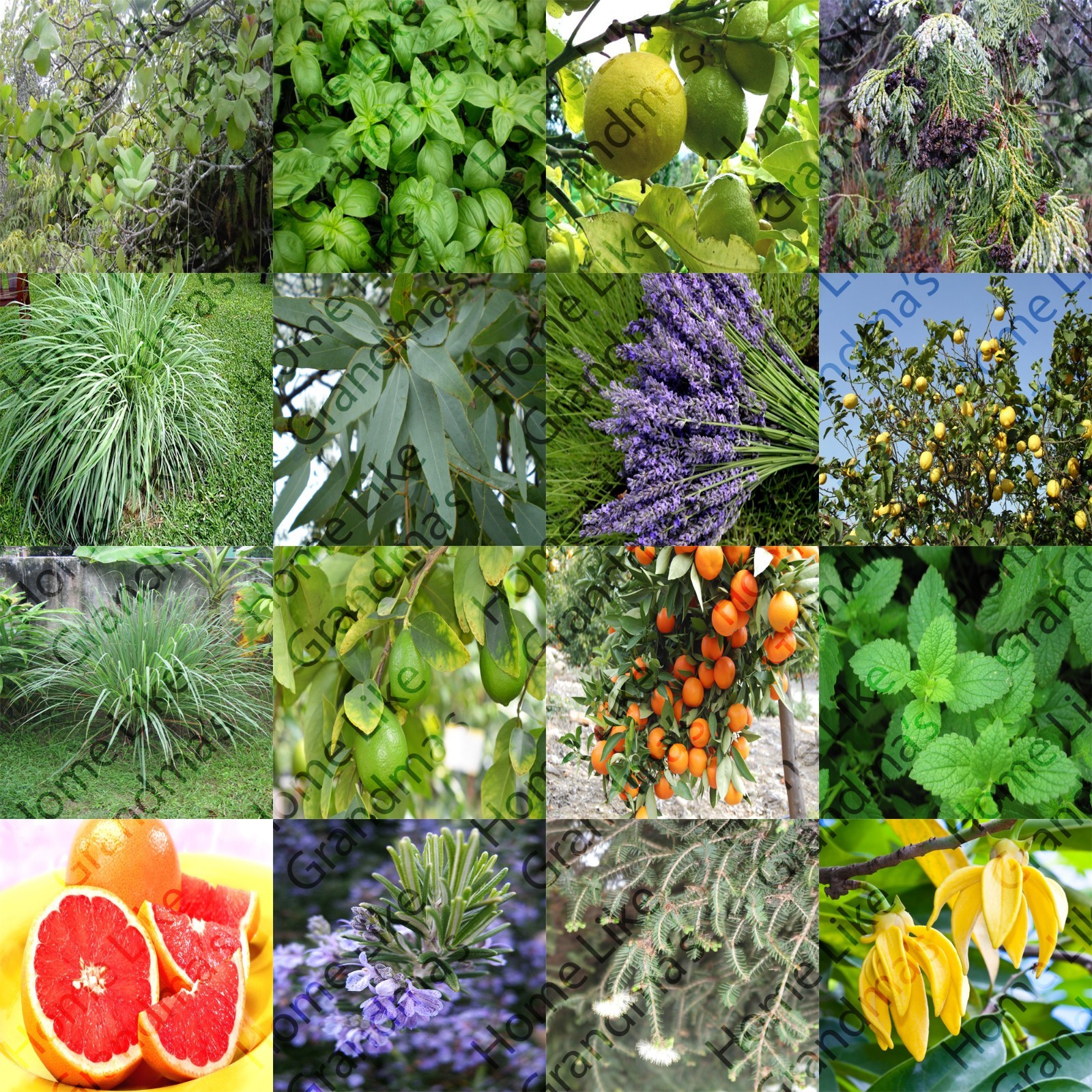 Essential Oils Therapeutic Grade - 100% Pure & Natural - 5 Ml Up To 2 Oz Sizes!