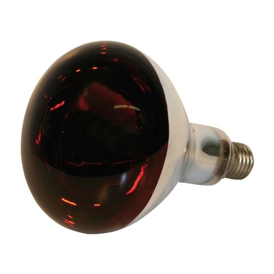 E27 Infrarotlampe 250W Hartglas rot Lampe Wärmelampe Aufzucht Tieraufzucht 