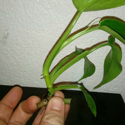Noid Trilobed Philodendron!