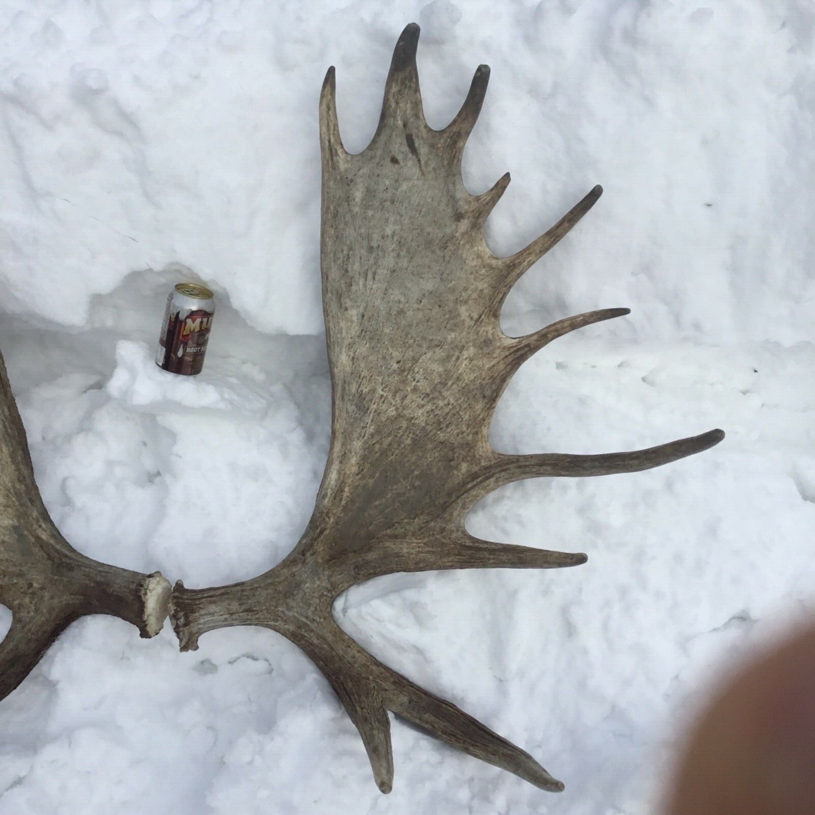 Alaska moose antler shed set(horn taxidermy carving elk deer cabin craft)