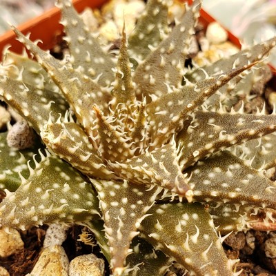 Aloe Pepe Cactus Cacti Succulent Real Live Plant