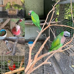 Various birds for sale starting from $150 | Birds | Gumtree Australia Pine Rivers Area ...