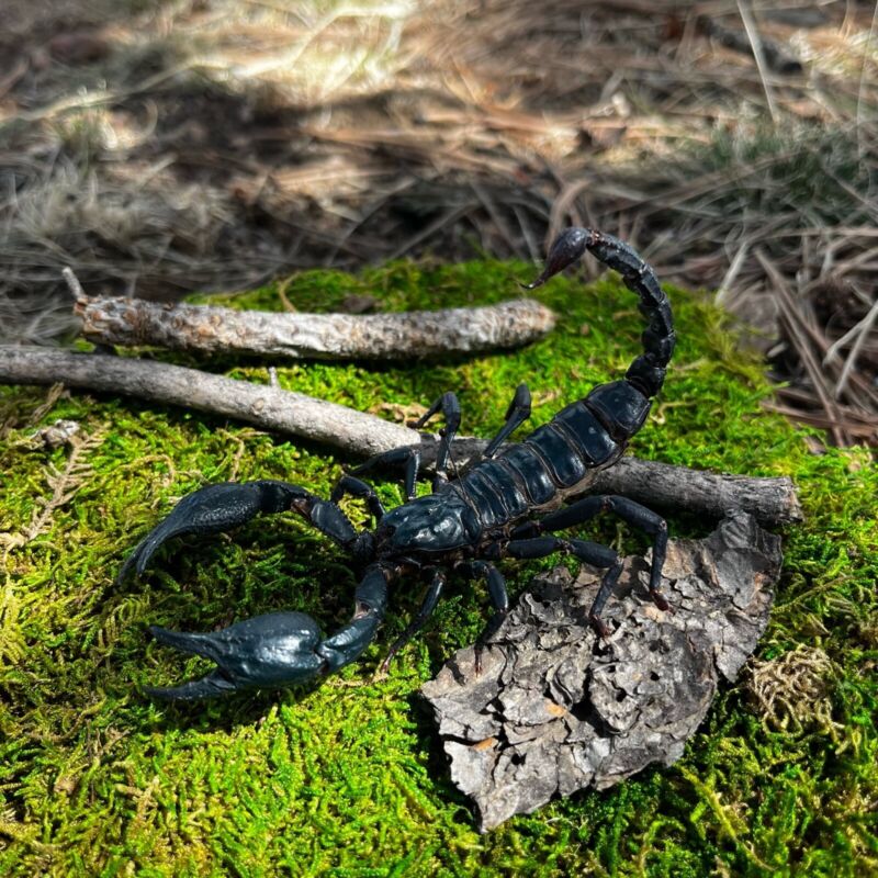 Real GIANT Laos Black Forest Scorpion 6+" Heterometrus laoticus DEAD Specimen