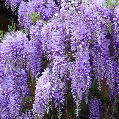 Chinesischer Blauregen - Höhe ca. 65 cm, Topf-Ø 15 cm - Wisteria Sinensis 'Proli