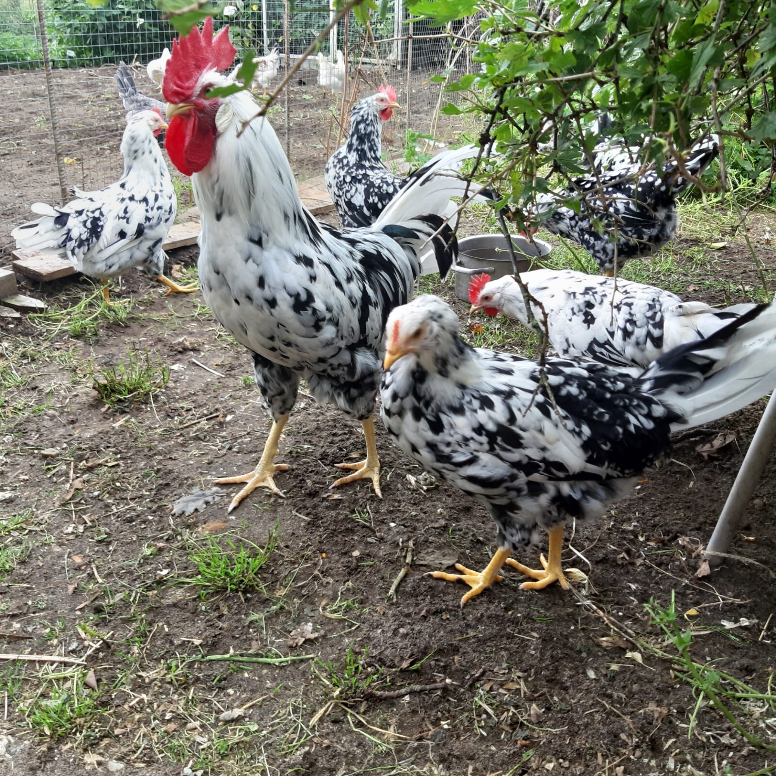 10 Eier- keine Bruteier von meine  Leghorn Exchequer.