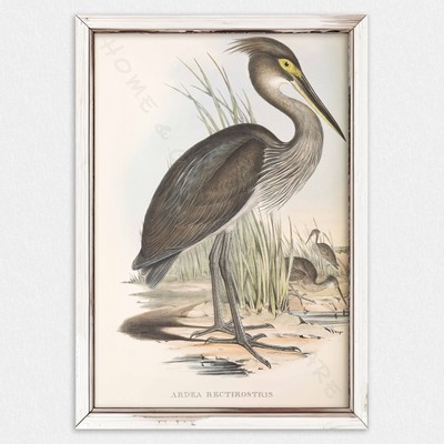 A3 PRINT, JOHN GOULD, GREAT BILLED HERON