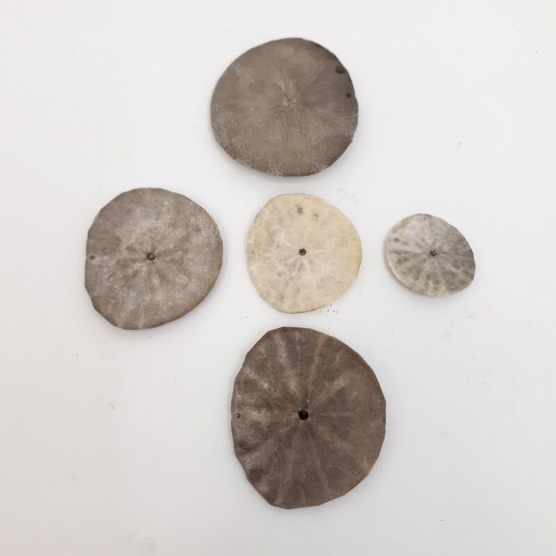 5 PCS Real Sand Dollars Sea Shells Various Sizes Grey & White Found At Beach 
