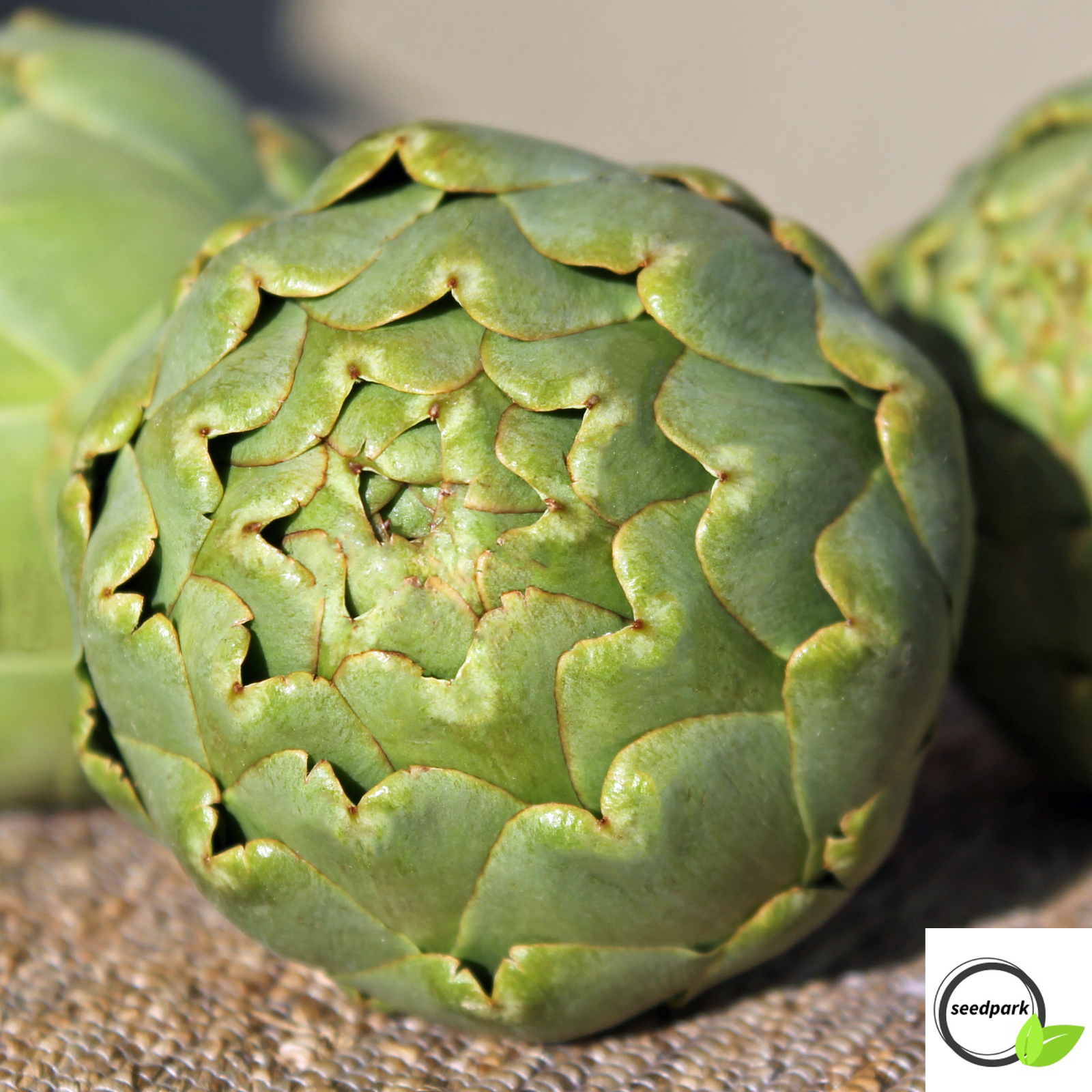 30 SAMEN ARTISCHOCKE GREEN GLOBE GRÜN CYNARA SCOLYMUS GEMÜSESAMEN