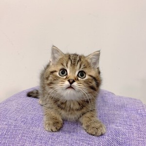Purebred Gold Tabby British Shorthair Cats Kittens Gumtree