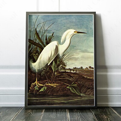 Snowy Heron Snowy Egret John James Audubon Birds America Wall Art Poster Print