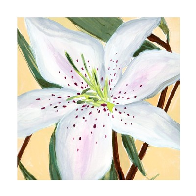 'White Lily II' Canvas Art by Annie Warren 24x24
