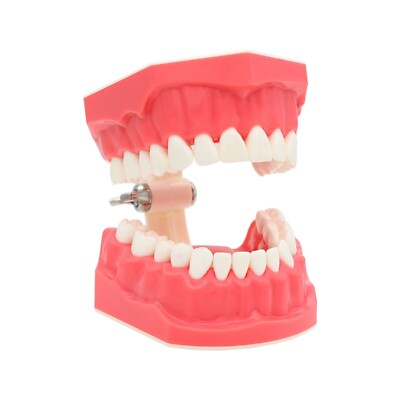 Dental Typodont Orthodontic Teeth Model with Metal Braces for Brushing Practice