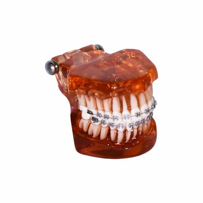 Redland HST-B7-01 Dental Demonstration Teeth Educational Model