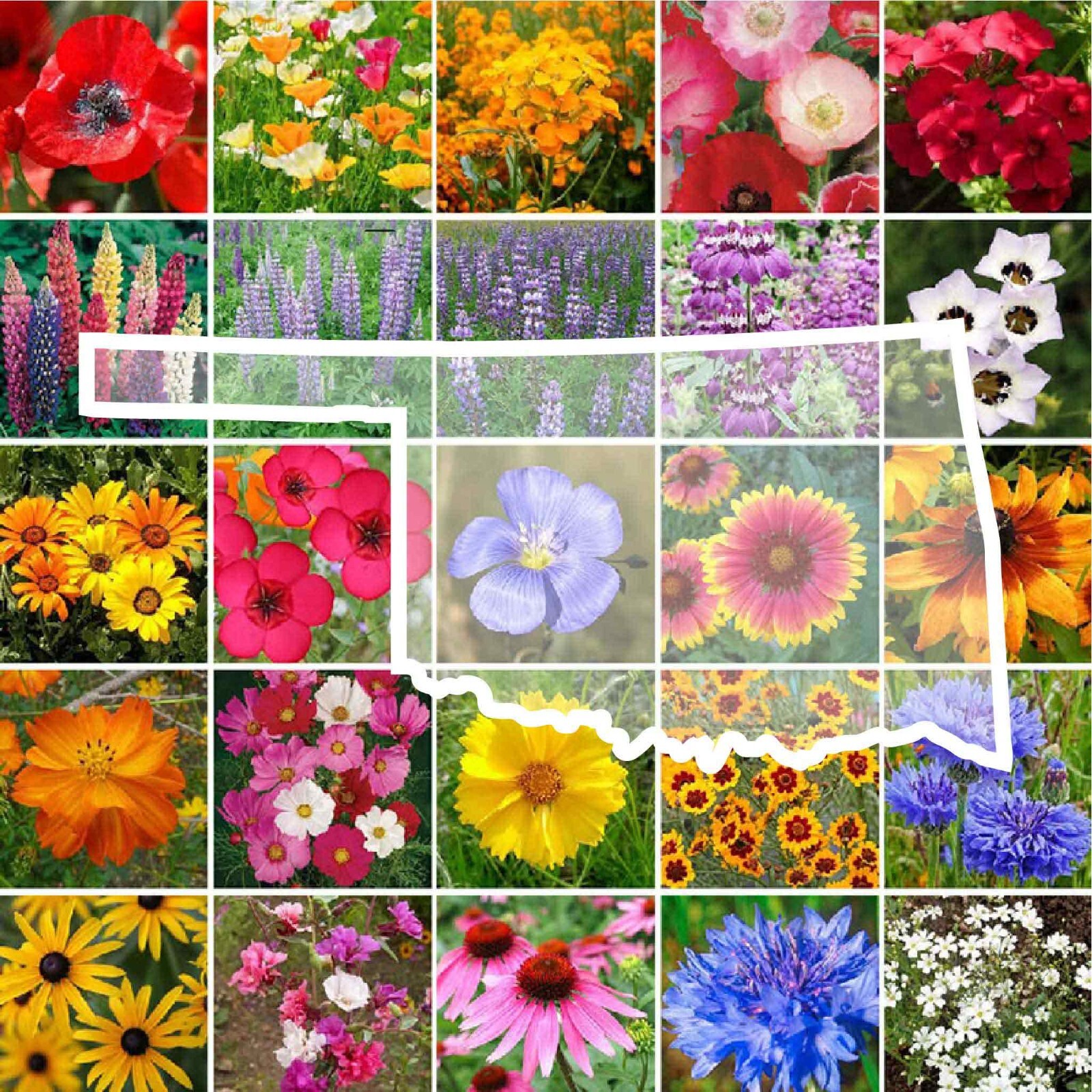 Wildflower OKLAHOMA State Flower Mix Perennials & Annuals USA Non-GMO 1000 Seeds
