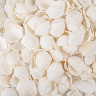 Natural Tiny Sea Shells Small White Clam Shells for Crafts Bulk for Home Deco...