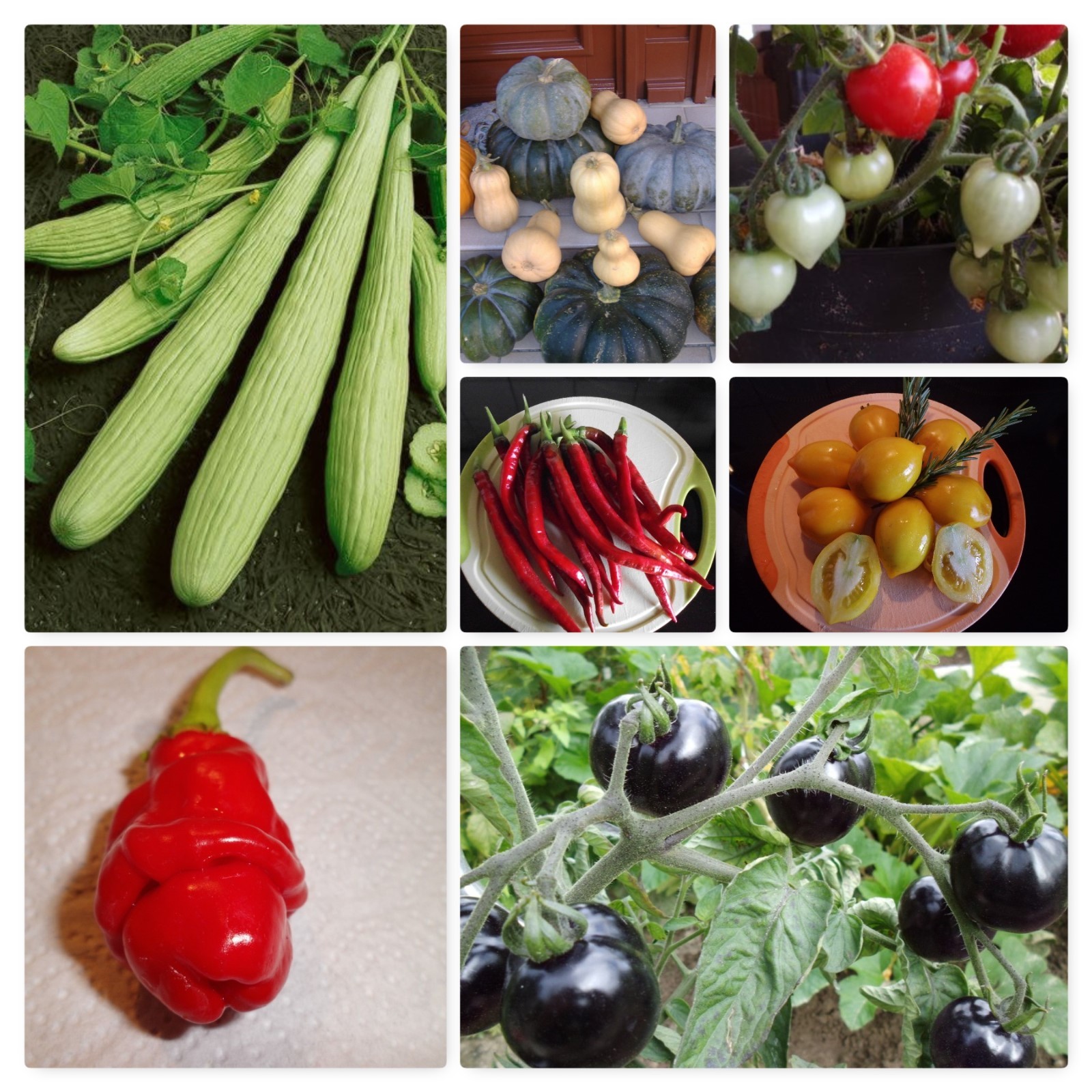 Tomaten Gurken Chili Paprika Melonen Kürbis Auberginen Samen ab 1 Euro