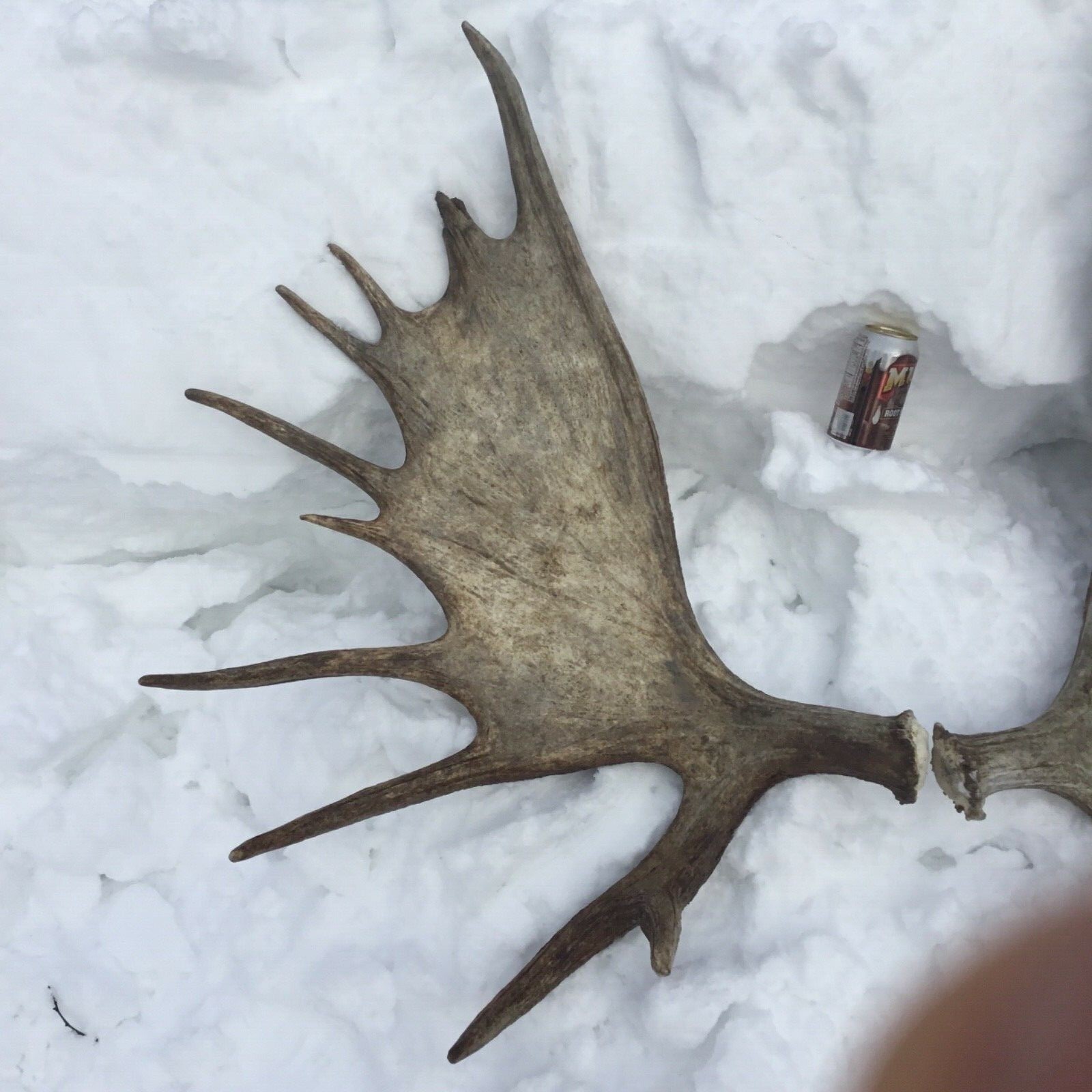 Alaska moose antler shed set(horn taxidermy carving elk deer cabin craft)