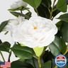 Romantic Season 2Pack Artificial Camellia Tree 3FT, White Faux Camellia Plant Fake Potted Camellia Flower Tree Plastic Camellia Tree for Modern Home Office Living Room Floor Décor Indoor