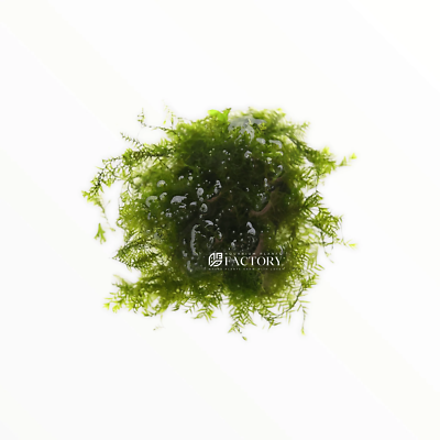 Fissidens Fontanus / Phoenix Moss | Aquarium Plants Factory®