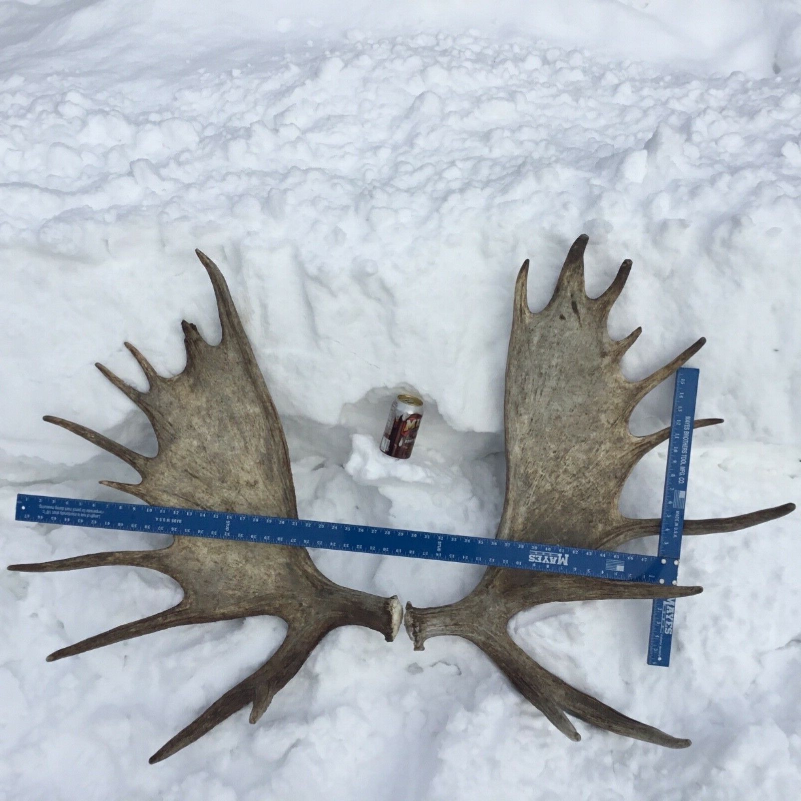 Alaska moose antler shed set(horn taxidermy carving elk deer cabin craft)