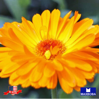 Calendula Seeds Fancy Mix Non-GMO