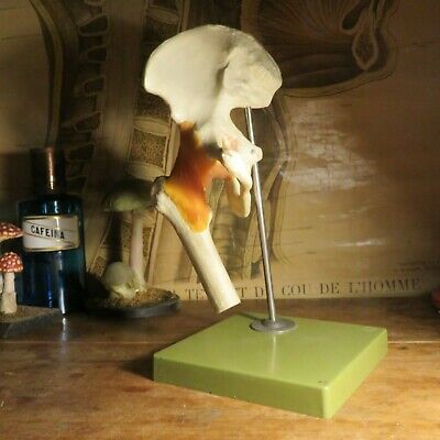 Other - Real Human Bone