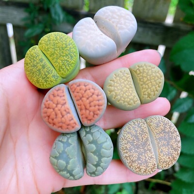 Live Plant-Extra Large Lithops (1.2'')|GIANT, Rare Succulents, Living Stones