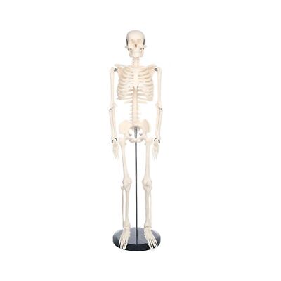 Human Skeleton Model for Anatomy Mini Human Skeleton Model with Metal Stand -...