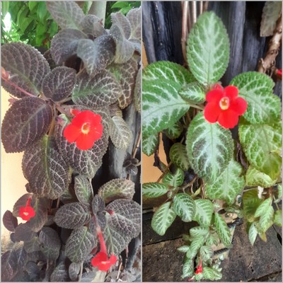 Rare Organic Episcia Cupreata Royalty 2 Varieties 6 Live plants easy growing