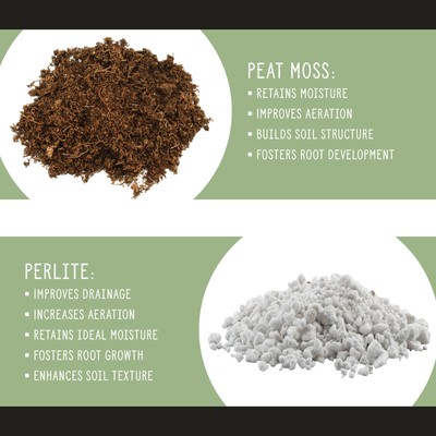 Avocado Tree Potting Soil Mix, Germinate Seeds, Grow, Repot Plants