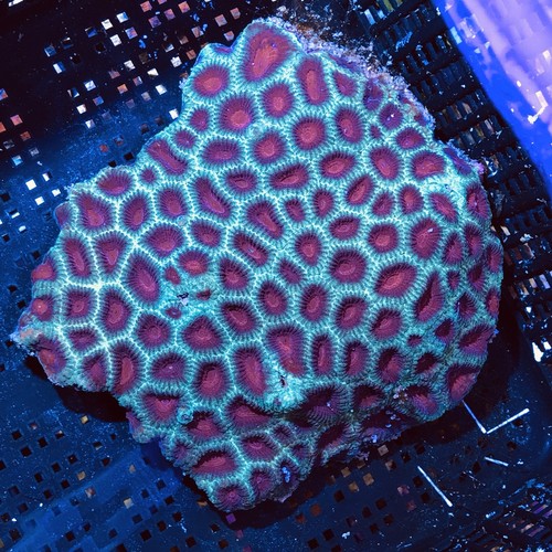 Australian Red&Green Christmas Favia Coral 4-5