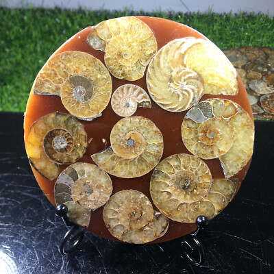 Natural Ammonite Disc Fossil Conch Specimen Healing +Stand 1PC 