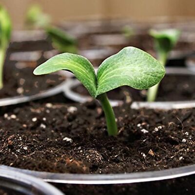 Coast of Maine Sprout Island Organic Seed Starter- 2 CU FT