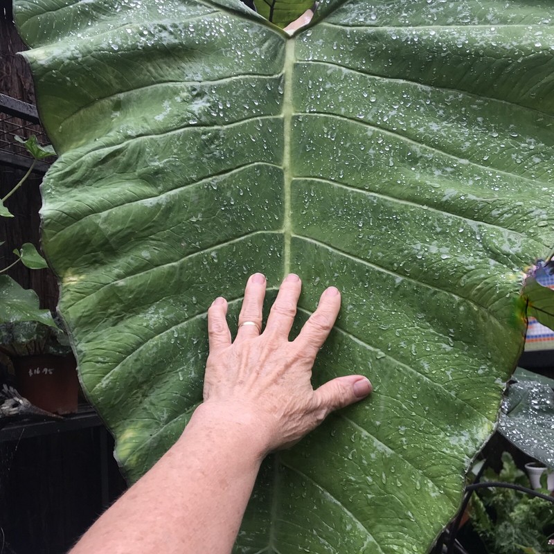 Elephant EarXanthosoma Violaceum * BLACK MALANGABLUE