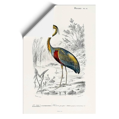 Purple Heron Flowers Bird Charles D' Orbigny Wall Art Print Framed Picture