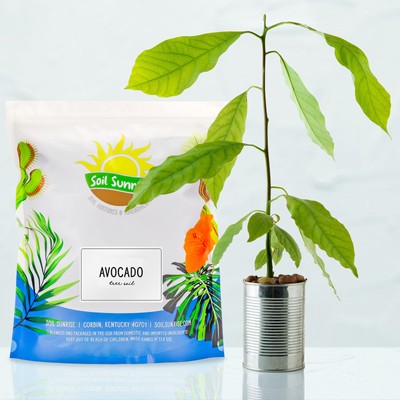 Avocado Tree Potting Soil Mix, Germinate Seeds, Grow, Repot Plants