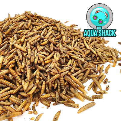 Premium Dried Large Chubby Mealworms Reptile Food Bearded Dragon