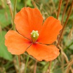 klasseshoppenmitspass