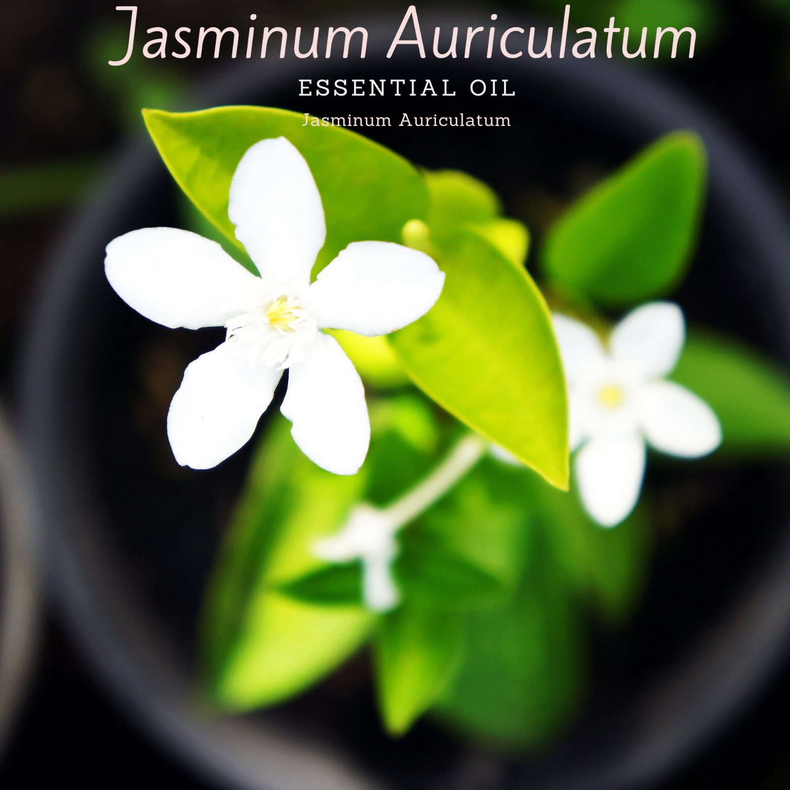 100% Pure, Undiluted, Organic, (jasminum Auriculatum).